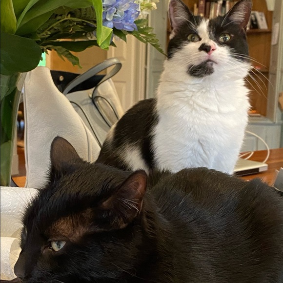 Meet your Posher, Paige - Picture 5 of 6